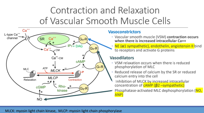 <p>MLC dephosphorylation (NO, ANP)</p>