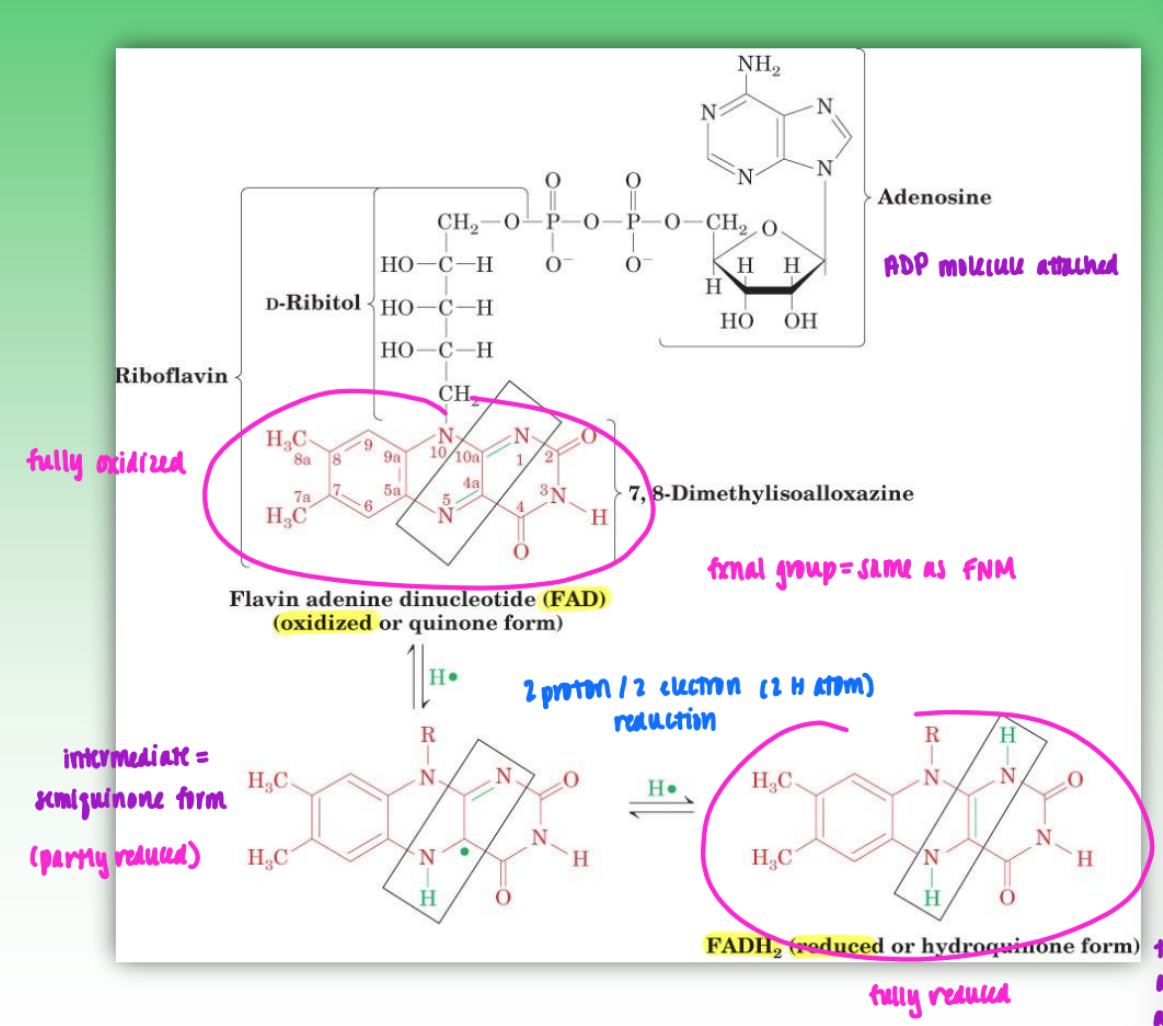 <ul><li><p>vitamin B2 responsible for construction of flavin coenzyme&nbsp;</p><ul><li><p>phosphorylate ester of B2 to create phosphomonoester of flavin mononucleotide&nbsp;</p><ul><li><p>this creates oxidized form (FMN)</p></li><li><p>can also reduce = FMNH2</p></li></ul></li><li><p>if more complex group attached (<strong>ATP</strong>) = <strong>FAD / FADH2</strong></p></li></ul></li><li><p>unlike NAD+ = FMN/FAD coenzymes can undergo 1 e- / 1 p reduction to form stable intermediate <strong>(semiquinone form)</strong></p><ul><li><p>important for e- transport</p></li><li><p>transfer 1 e- at a time</p></li></ul></li><li><p>can also further reduce to 2e-/2p reduction with next step</p></li></ul><p></p>