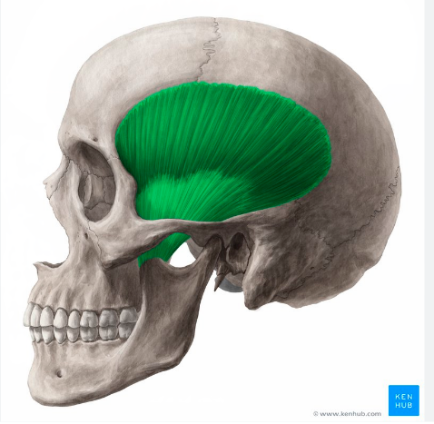 <p>Temporalis</p>