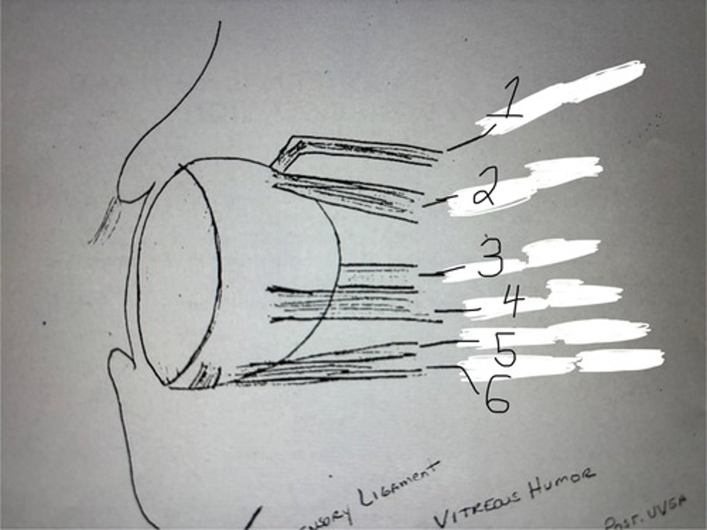 <p>muscles</p>