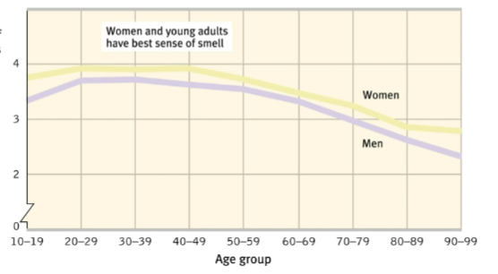 <p>ability to identify smell peaks during early adulthood, but steadily declines after that. Women are better detecting odors than men</p>
