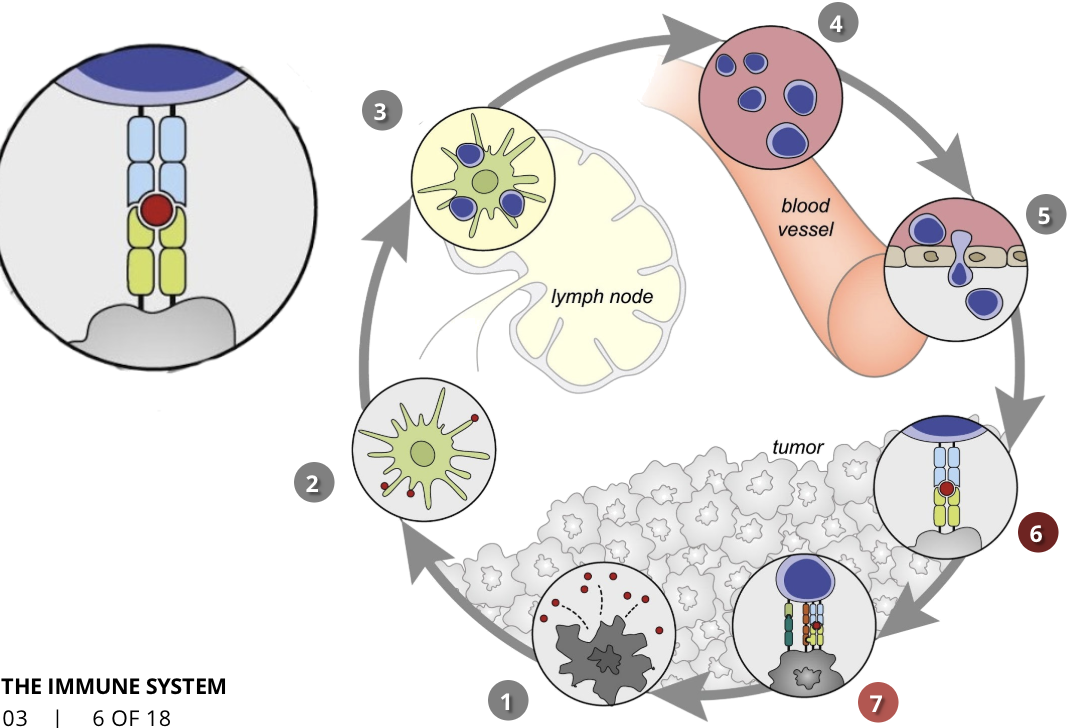 <ul><li><p>CTLs, cancer cells</p></li><li><p>T cells recognize cancer cells because of the antigens they had previously released</p></li></ul><p></p>