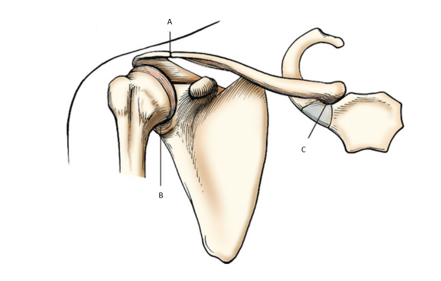 <p>articulations: what is letter C?</p>