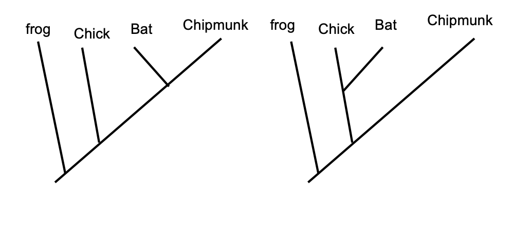 <p>the chicken-bat-chipmunk example (outgroup = frog): which traits do each animal have?</p>