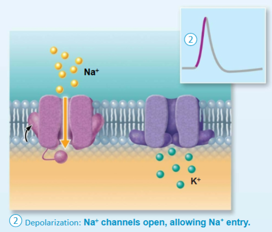 <p>Voltage-gated Na+ channels</p><p>fast to open and to close</p>