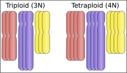 Is caused by errors during cell division that result in the cell having more than two copies of each chromosome (>2n). The resulting organism is genetically and thus reproductively unique (creating a new species).
- However this is not necessary a problem in plant species because they can carry both male and female sex organs and can thus reproduce through self fertilization.
