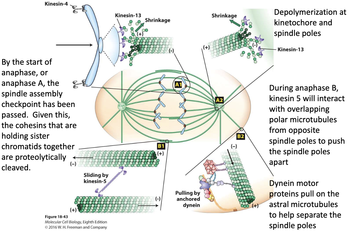 <ul><li><p><strong>Anaphase A</strong>:</p><ul><li><p>Cohesins cleaved</p></li><li><p>Chromosomes pulled to poles (MT depolymerization at kinetochores by Kinesin-13)</p></li></ul></li><li><p><strong>Anaphase B</strong>:</p><ul><li><p>Kinesin-5 slides polar MTs</p></li><li><p>Dynein pulls astral MTs</p><ul><li><p>Helps <strong>move the two spindle poles farther apart</strong> stretching the spindle and separating the chromosomes.</p></li></ul></li></ul></li></ul><p></p>