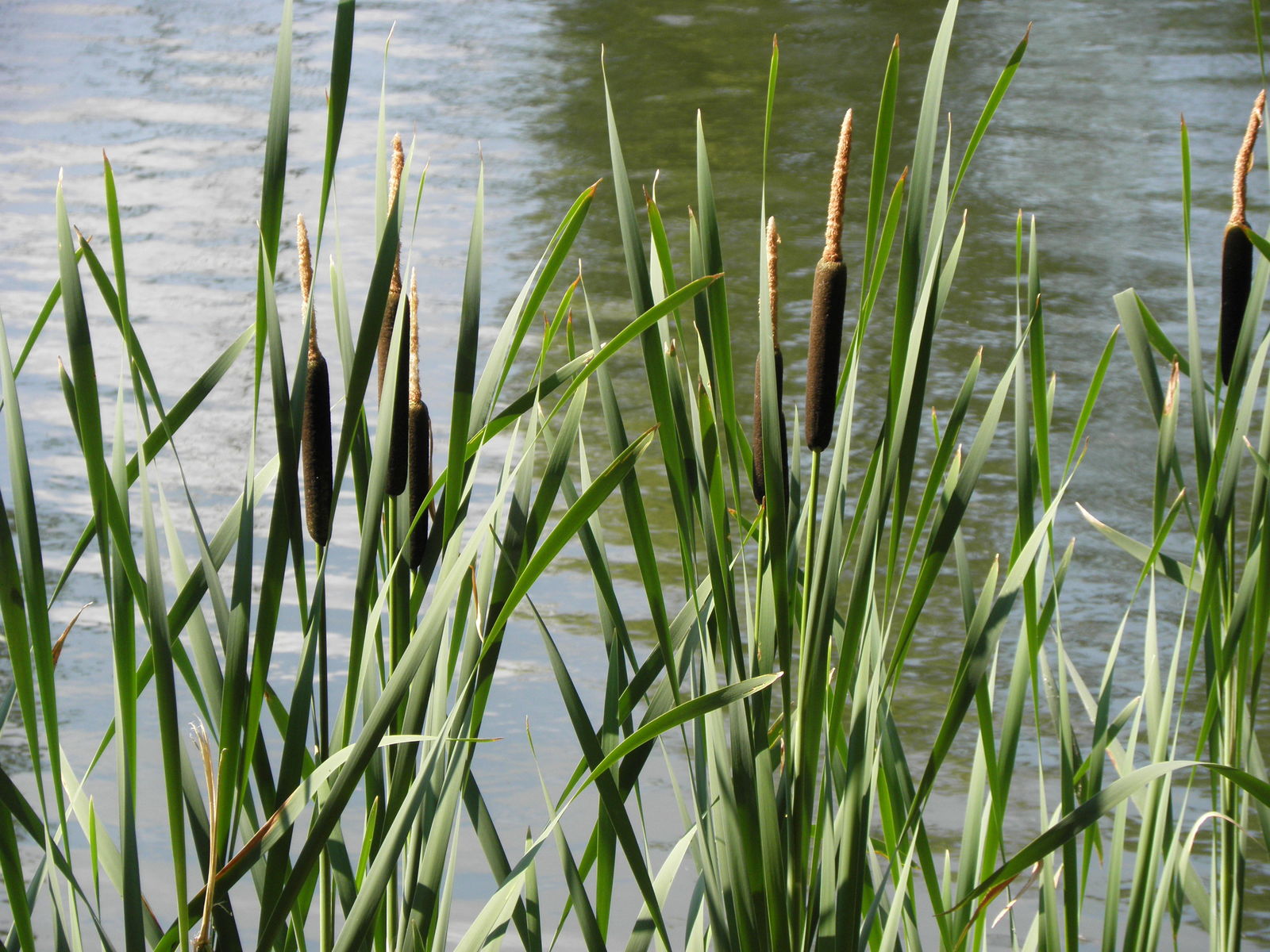 <p>Broadleaf cattail</p>