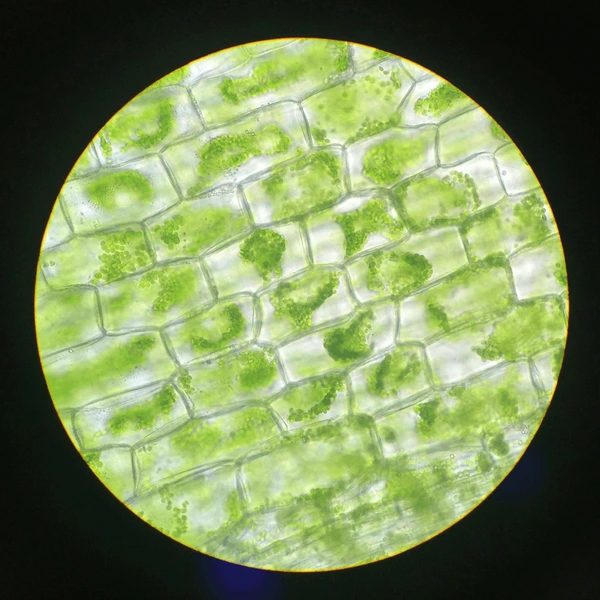 <p>Welk onderdeel van de cel is dit?</p><p>Wat is de functie hiervan?</p>