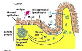 <p><strong>Mucosal-associated lymphoid tissue;</strong></p><ul><li><p>Immune structures <strong>near mucosal surfaces containing antigen-presenting cells</strong><span style="color: green;"><strong> i.e DC and MP</strong></span> as well as<span style="color: green;"><strong> B and T lymphocytes </strong></span></p></li><li><p><strong>M Cells allow the <u>controlled pass of microbial components </u>from the exterior into MALT.</strong></p><p>• <strong>APCs capture these and present them in their surface.</strong></p><p>• Lymphocytes recognise these to learn about potential threats</p></li></ul><p></p>