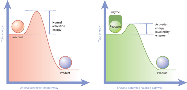 <p>Enzymes help lower the activation energy level <span>Enzymes hold the reactants (also called</span><br><span>substrates) in such a way, that it takes less energy to turn those reactants into products.</span><br></p>