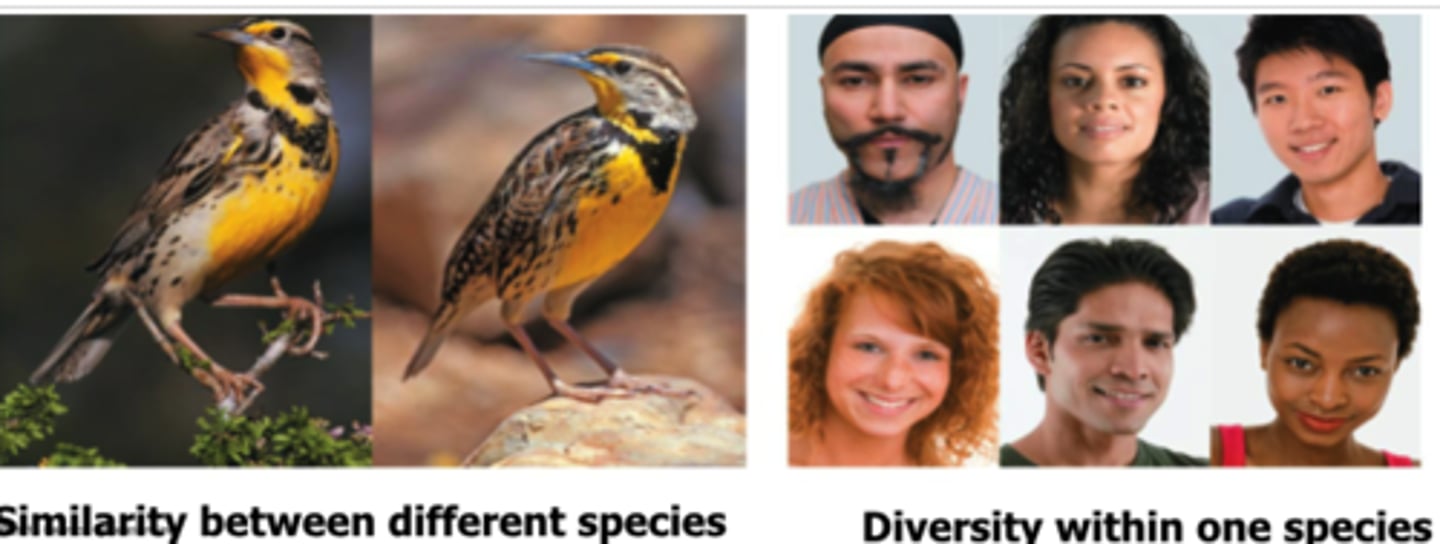 <p>states that a species is a group of populations whose members have the potential to interbreed in nature and produce viable, fertile offspring</p>