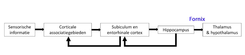 <ul><li><p>efferent systeem van de hippocampale formatie:</p><ul><li><p>vertrekt van piramidale cellen van hippocampus &amp; subiculum</p></li><li><p>axonen van deze neuronen: projecteren op subcorticale gebieden (thalamus, hypothalamus &amp; amygdala)</p><ul><li><p>fornix: belangrijke wittestofbaan</p></li></ul></li><li><p>tussen hippocampus &amp; amygdala: rechtstreekse verbindingen via witte stof van temporaalkwab</p></li></ul></li></ul><p></p>