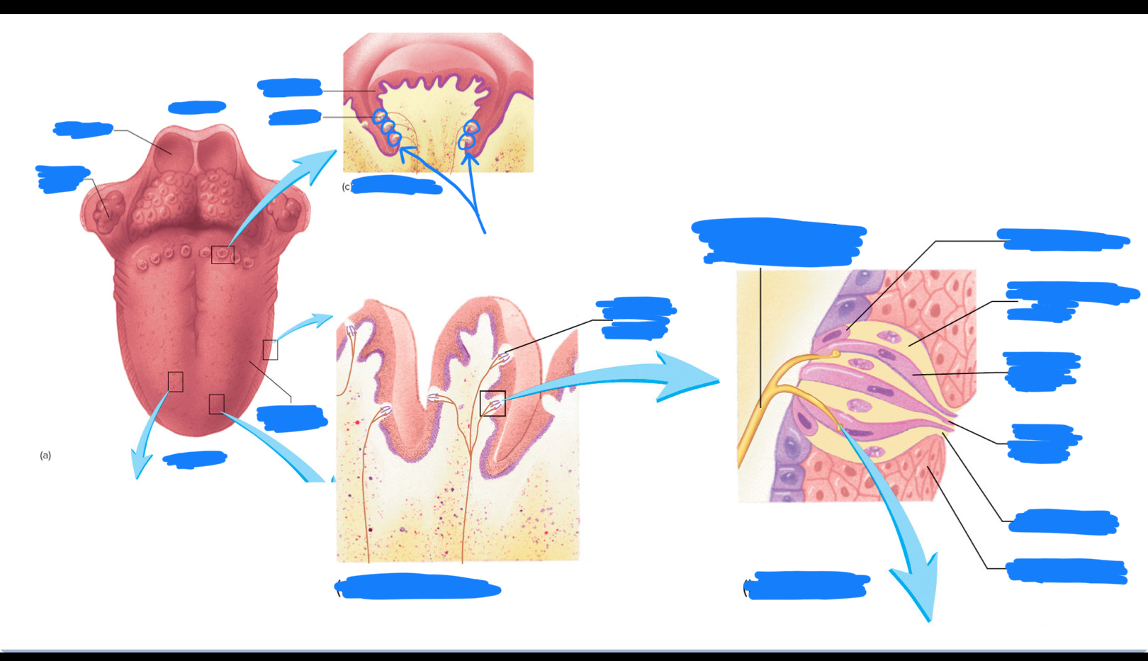 knowt flashcard image