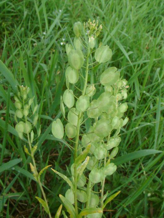 <p>penízek rolní</p>