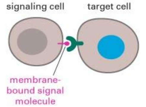 <p>Surface molecules on one cell’s membrane binds to the surface molecules on another cell’s membrane</p><ul><li><p>Cell adhesion molecules (CAMs) act as receptors in cell-cell signalling</p></li><li><p>Linked to the cytoskeleton or intracellular enzymes</p></li></ul><p></p>