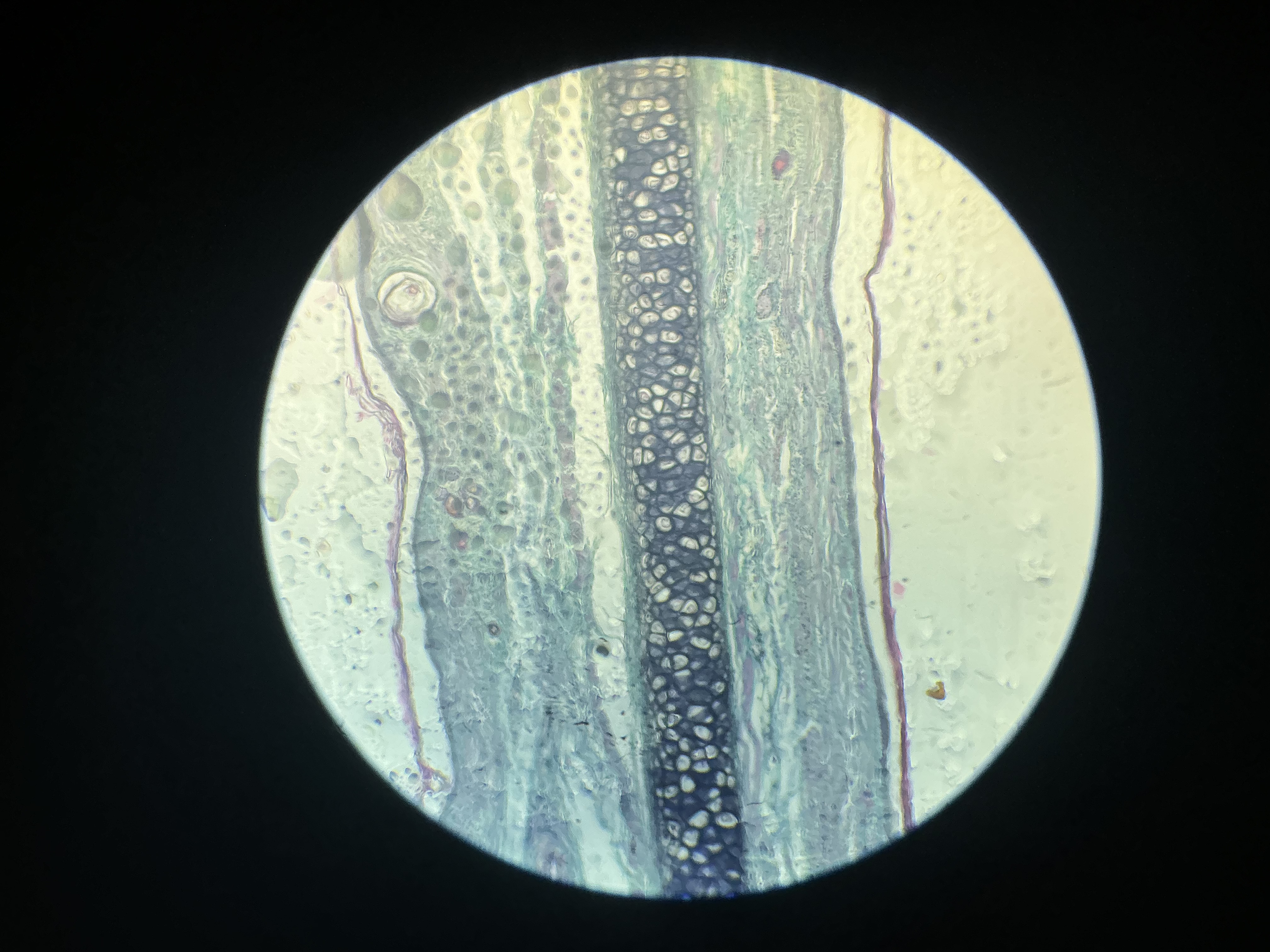 <p>what tissue is this?</p>
