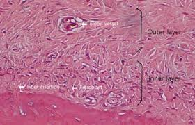 <p>Dense connective tissue membrane covering bone surfaces except at joints.</p>