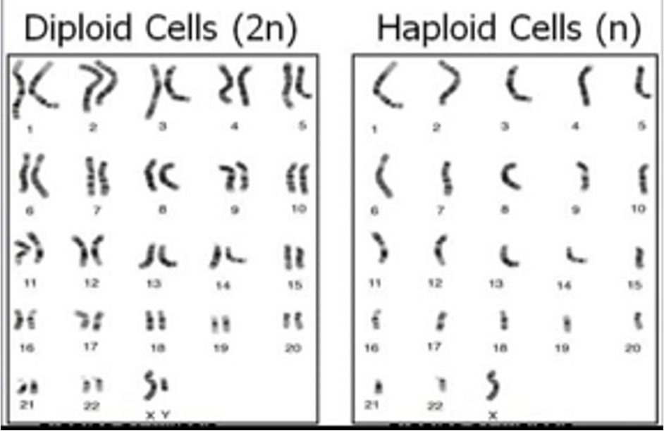 <p>Meiosis aim</p>