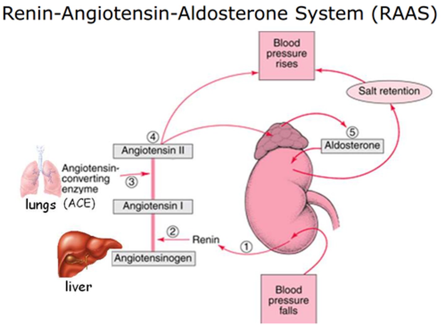 <p>1. JG apparatus detects low BP</p><p>JG apparatus releases renin.</p><p>Renin converts to angiotensinogen to angiotensin 1</p><p>ACE converts angiotensin 1 to 2</p>