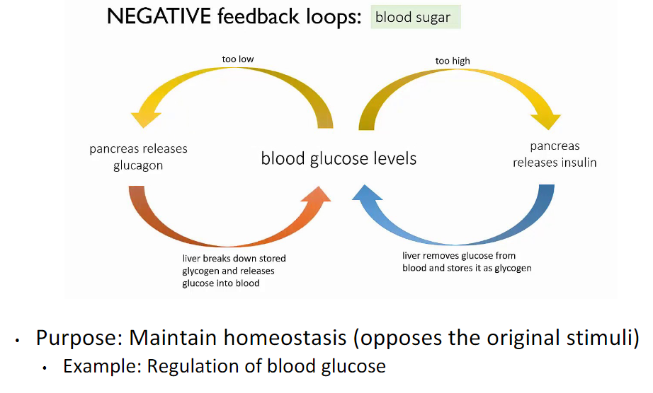 <p>Insulin from beta cells decrease blood sugar by making glucose into glycogen. Glucagon from alpha cells bring blood sugar up by breaking glycogen into glucose.</p>