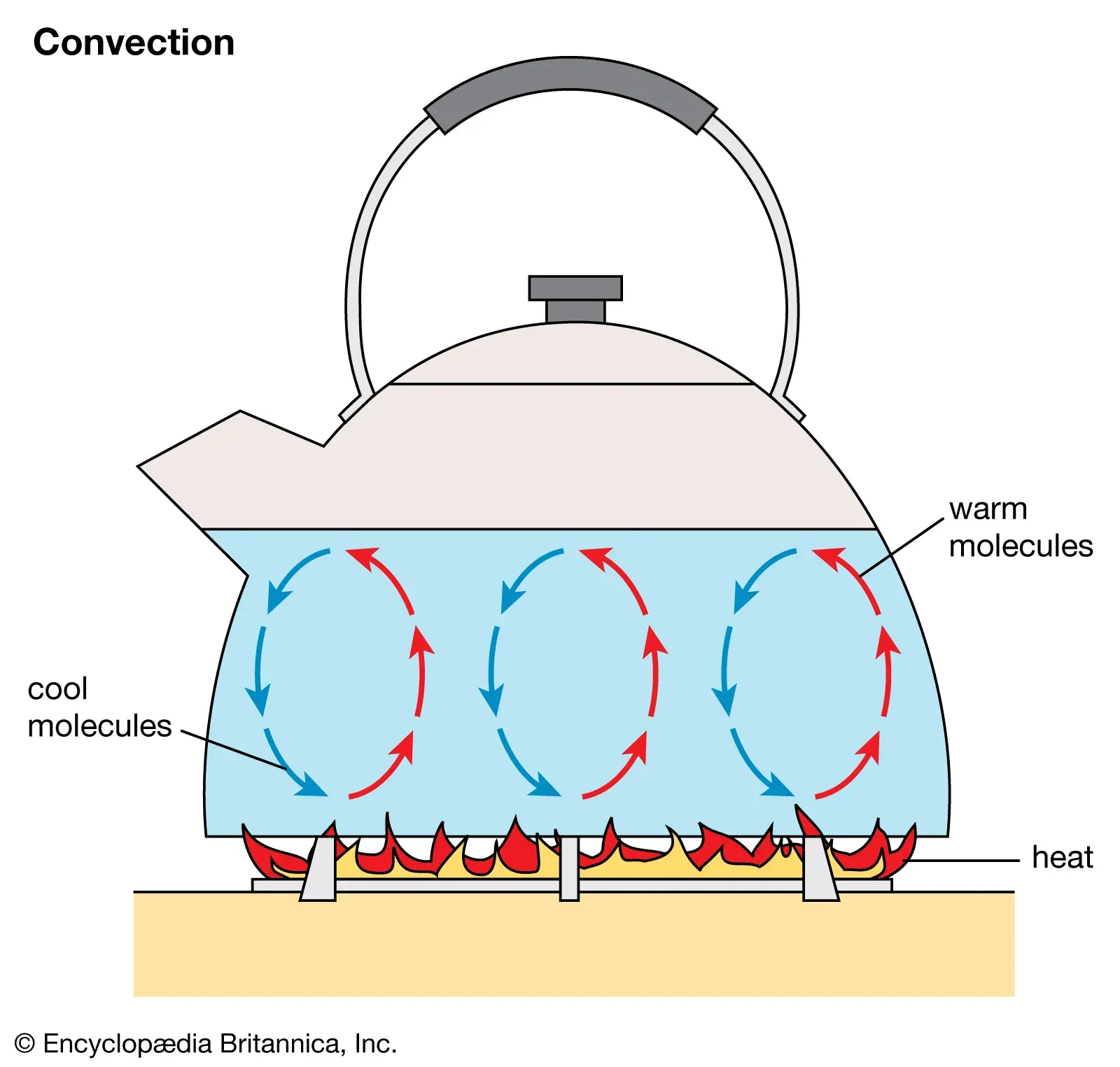 <ul><li><p>When a fluid is heated, particles gain kinetic energy causing them to move faster and further apart </p></li><li><p>This makes the fluid expand and rise upwards to become more buoyant</p></li><li><p>This heated fluid is less dense than unheated fluid, so it rises to the top</p></li><li><p>The fluid loses its heat eventually, making it become more dense and sink back to the bottom</p></li><li><p>This process is called a convection current, and it is how thermal energy is transferred in liquids and gases</p></li></ul><p></p>