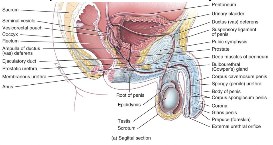<p>Male Reproductive System:</p><ul><li><p><span>____</span> make sperm and secrete hormones</p></li><li><p><span>_______</span> transport and store sperm, assist in their maturation, and convey them to the exterior</p></li><li><p><span>______</span> contains sperm plus secretions of sex glands</p></li><li><p><span>_____</span> delivers sperm to the female reproductive tract</p></li></ul><p></p>