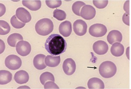<p>what cells are these?</p>
