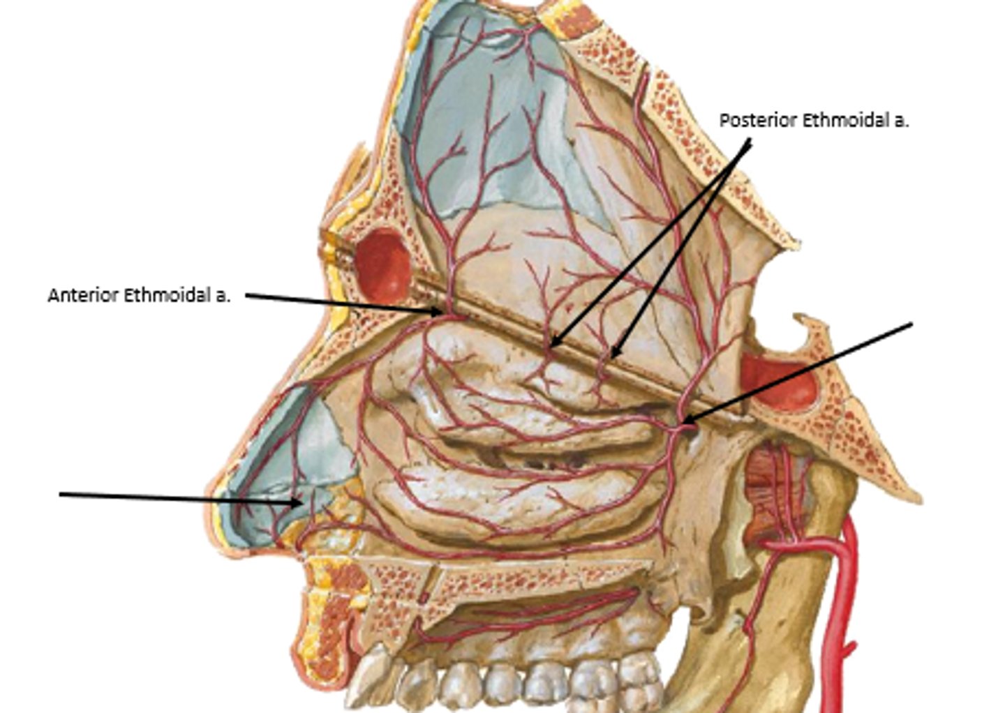 <p>anterior/posterior ethmoidal arteries</p>