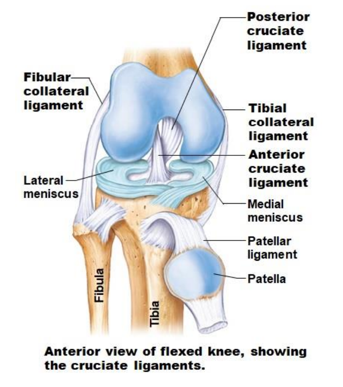 <ul><li><p>Anterior cruciate ligament (ACL) - Connects the tibia to the lateral edge of the intercondylar fossa of the femur</p></li><li><p>Posterior cruciate ligament (PCL) - Connects the tibia to the medial edge of the intercondylar fossa of the femur (Maintain alignment of tibia and femur)</p></li></ul>