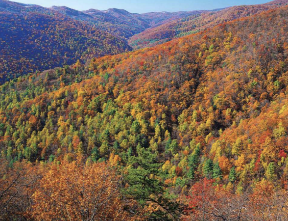 <ul><li><p>moderate temperature + rainfall</p></li><li><p>broadleaf deciduous trees dominate</p></li><li><p>rich soils and understory of shrubs, ferns, wildflowers</p></li><li><p>moderate NPP</p></li><li><p>seasonal changes affect plant growth and animal behavior</p></li></ul><p></p>