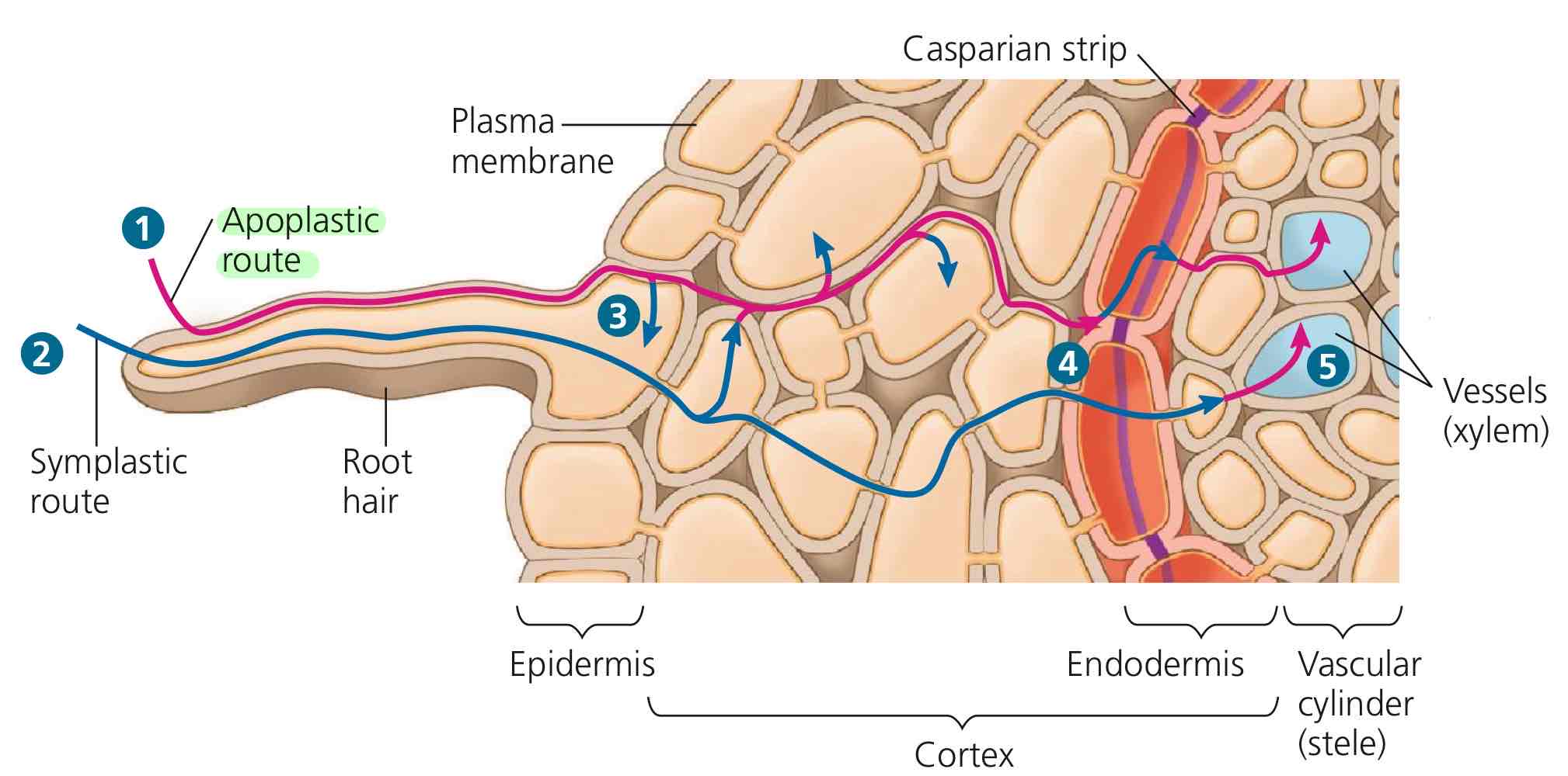 <ol><li><p>WAMs enter the cell wall, of the root hair, going from cell wall to cell wall (apoplastic route).</p></li><li><p>WAMs stop at the endodermis due to the Casparian strip.</p></li><li><p>WAMs are forced to switch to the symplastic route. Once they get through the endodermal cell via the symplastic route, they switch to apoplastic route to go through the endodermis cell wall.</p></li><li><p>WAMs then get through stele cell walls to get to the xylem cell wall, entering vascular tissue system from there.</p></li></ol>