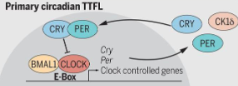<ol><li><p>in daytime, CLOCK and BMAL1 form a heterodimer in the nucleus and this complex binds to e-box elements in the promoter region of target genes</p></li><li><p>this activates transcription of these genes, producing PER and CRY mRNA </p></li><li><p>levels of PER and CRY in the cytoplasm gradually rise in the day </p></li><li><p>in the evening, PER-CRY complexes are formed in the cytoplasm and are stabilised by phosphorylation (by caesin kinase 1 epsilon/delta)</p></li><li><p>once levels of PER-CRY are high enough, the complex moves back into the nucleus </p></li><li><p>at night, the PER-CRY complex binds to the CLOCK-BMAL1 heterodimer which blocks CLOCK-BMAL1 activity preventing further transcription of PER and CRY genes&nbsp;</p></li><li><p>therefore PER and CRY inhibit their own production (-ve feedbackk loop)</p></li><li><p>over the night, PER and CRY proteins are phosphorylated and targeted for degradation by the ubiquitin-proteasome system</p></li><li><p>as they degrade, inhibition on CLOCK-BMAL1 is lifited, allowed transcription to resume&nbsp;</p></li></ol><p></p>