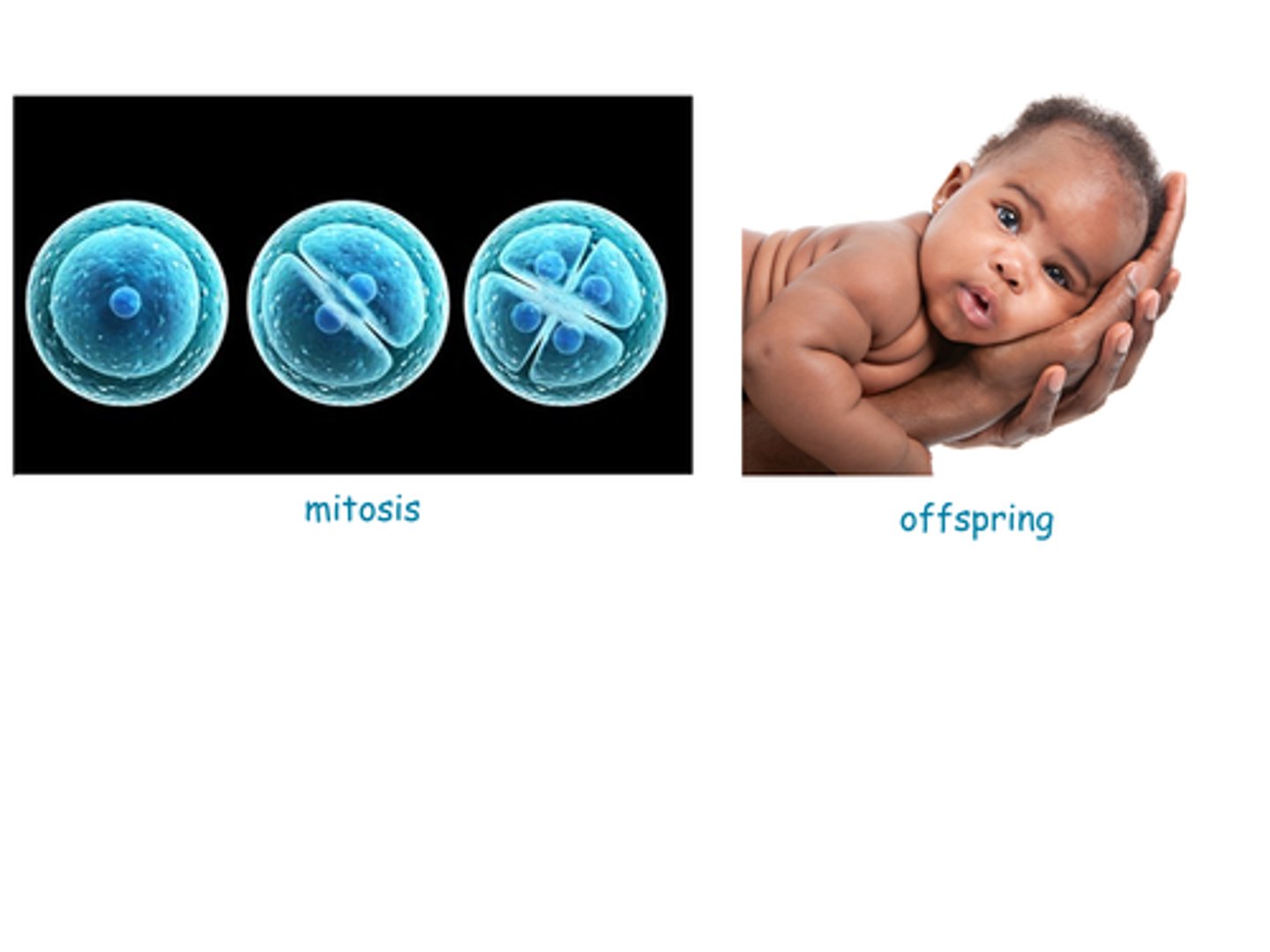 <p>Organism itself reproduces; yields similar _______</p>