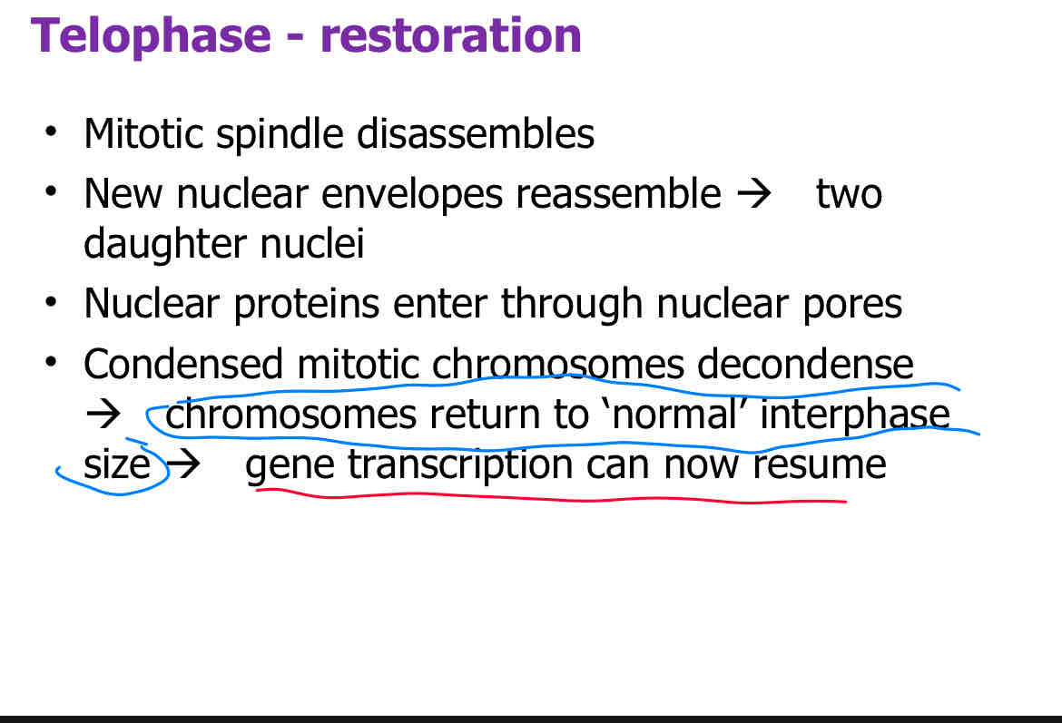 <p>D</p><p>attach slide 21 </p>