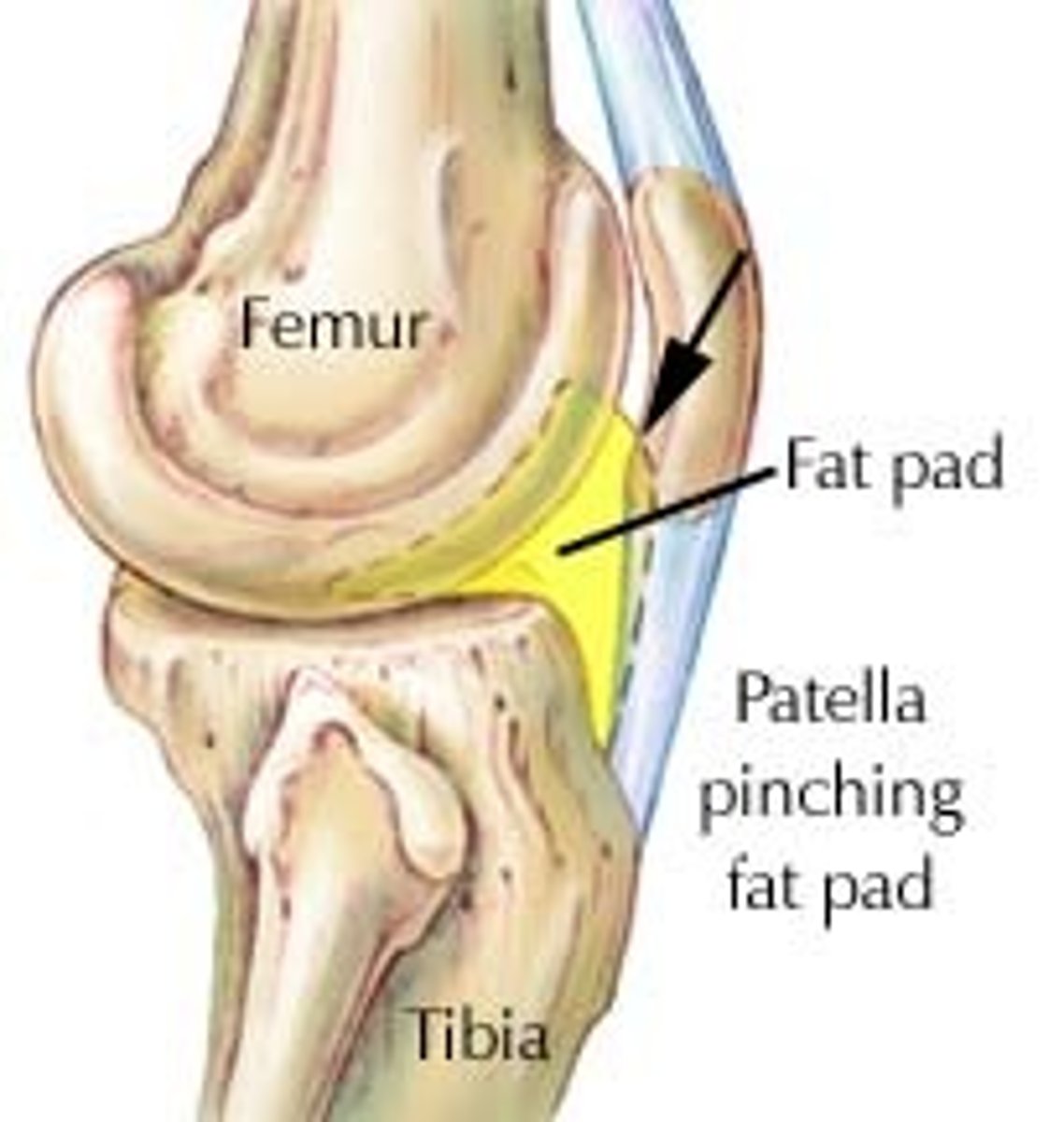 <p>superficial to the joint capsule, protect articular cartilages</p>