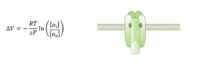 <ul><li><p class="Paragraph WhiteSpaceCollapse SCXP22494122 BCX8" style="text-align: left;"><span style="line-height: 0px;"><span>The Nernst equation tells us what the electricalpotential will be when ions have stopped flowingacross a membrane because the charge differencebalances out diffusion down a gradient​</span></span></p></li></ul><p></p>