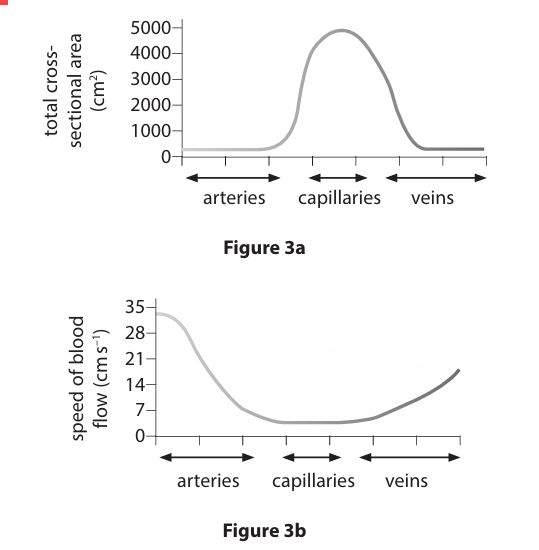 <p>Figure 3a shows the total cross-sectional area of the three main types of blood vessel. </p><p>Figure 3b shows the speed of blood flow in the three main types of blood vessel.</p><p>State the relationship between the total cross-sectional area of the capillaries and the speed of blood flow in the capillaries, shown in Figures 3a and 3b. (1)</p>