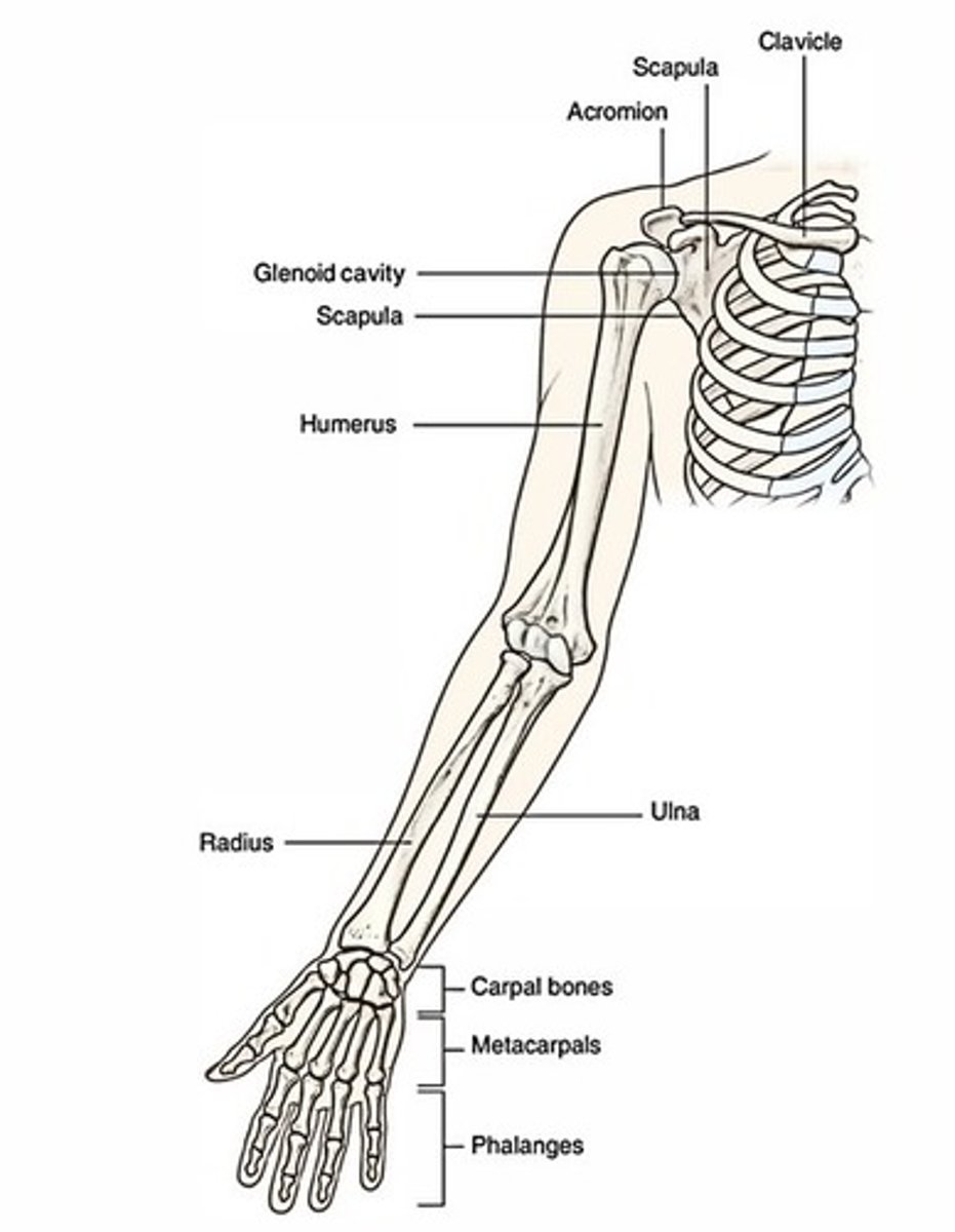 <p>Humerus, radius, ulna, carpals, metacarpals, phalanges</p>
