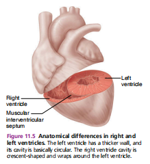 <p>LEFT VENTRICLE</p>