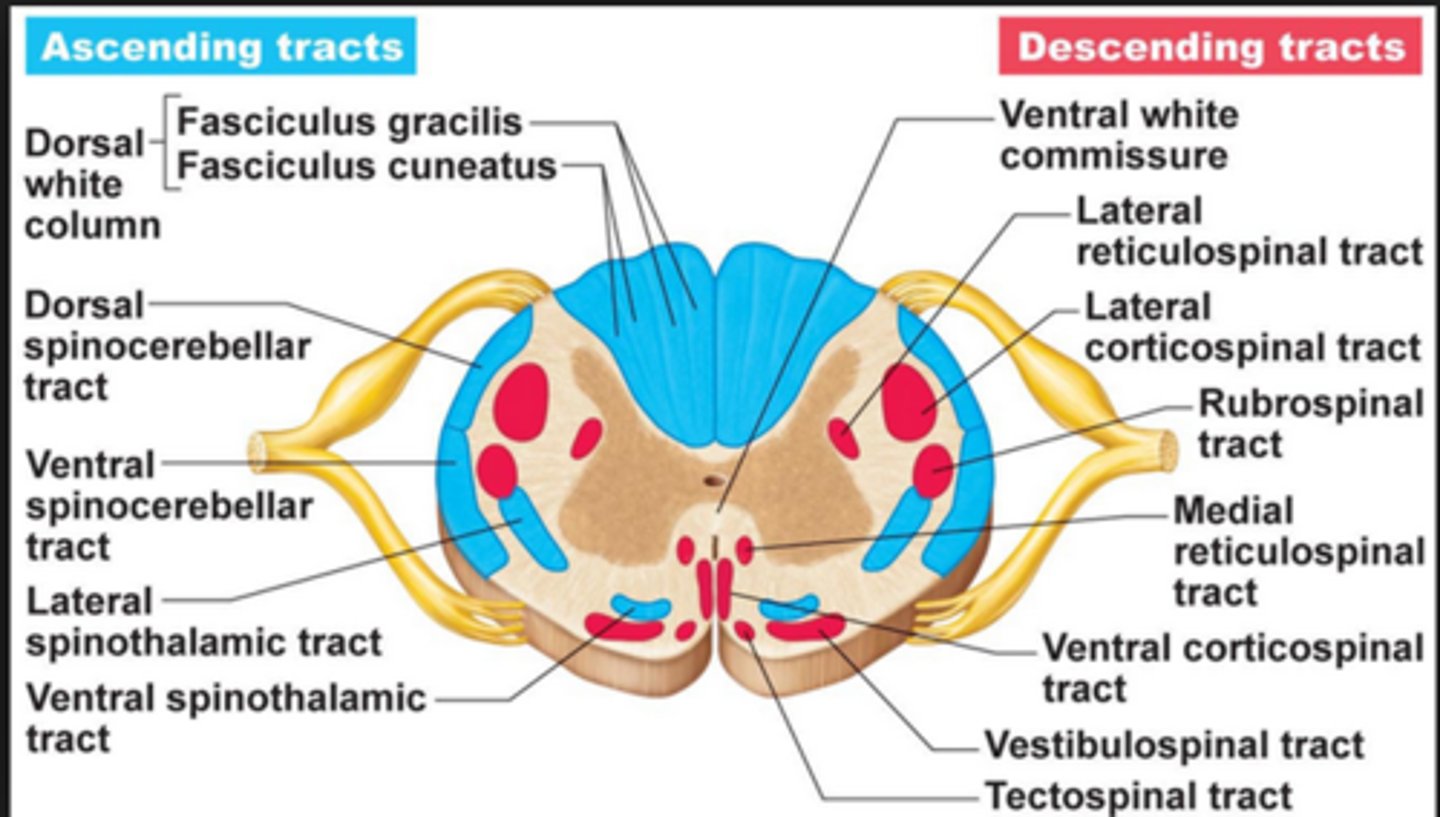 <p>- Ascending tracts; not nerves!! They send sensory impulses TO brain</p><p>- Descending tracts. They send motor impulses FROM brain to motor neurons</p>