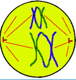- Spindle fibres join poles to equator 
- Tetards to equator 