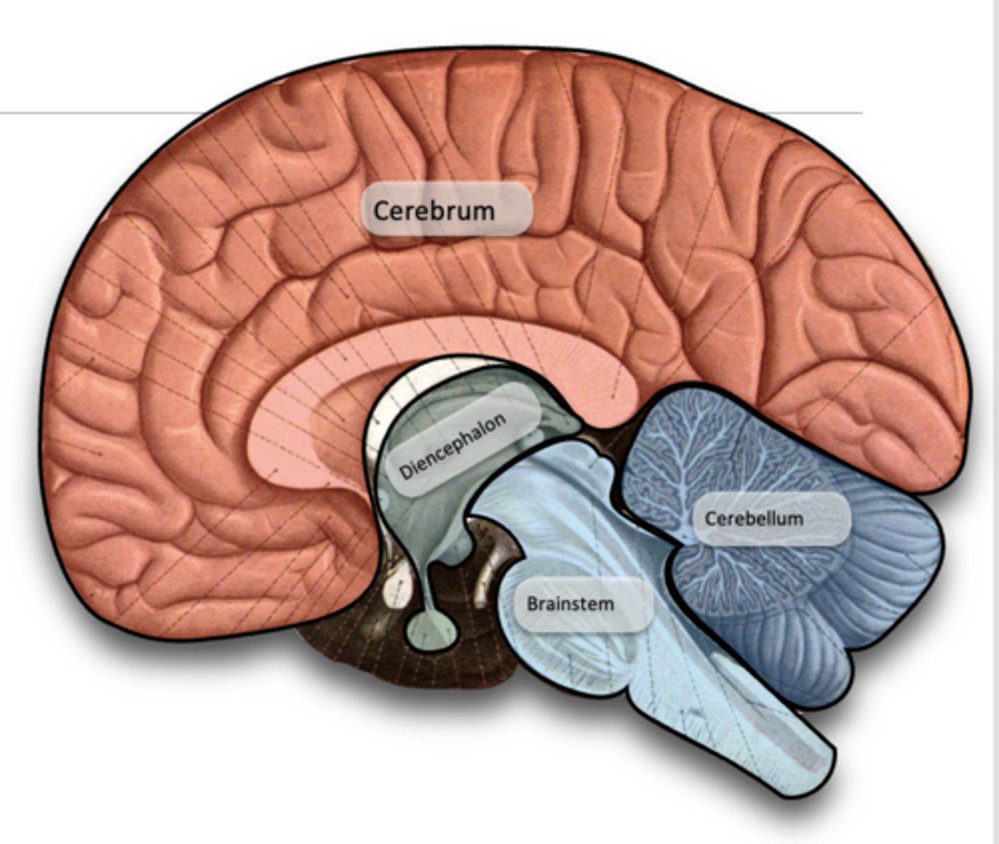 <p>1. Cerebrum</p><p>2. Diencephalon</p><p>3. Cerebellum</p><p>4. Brainstem</p>