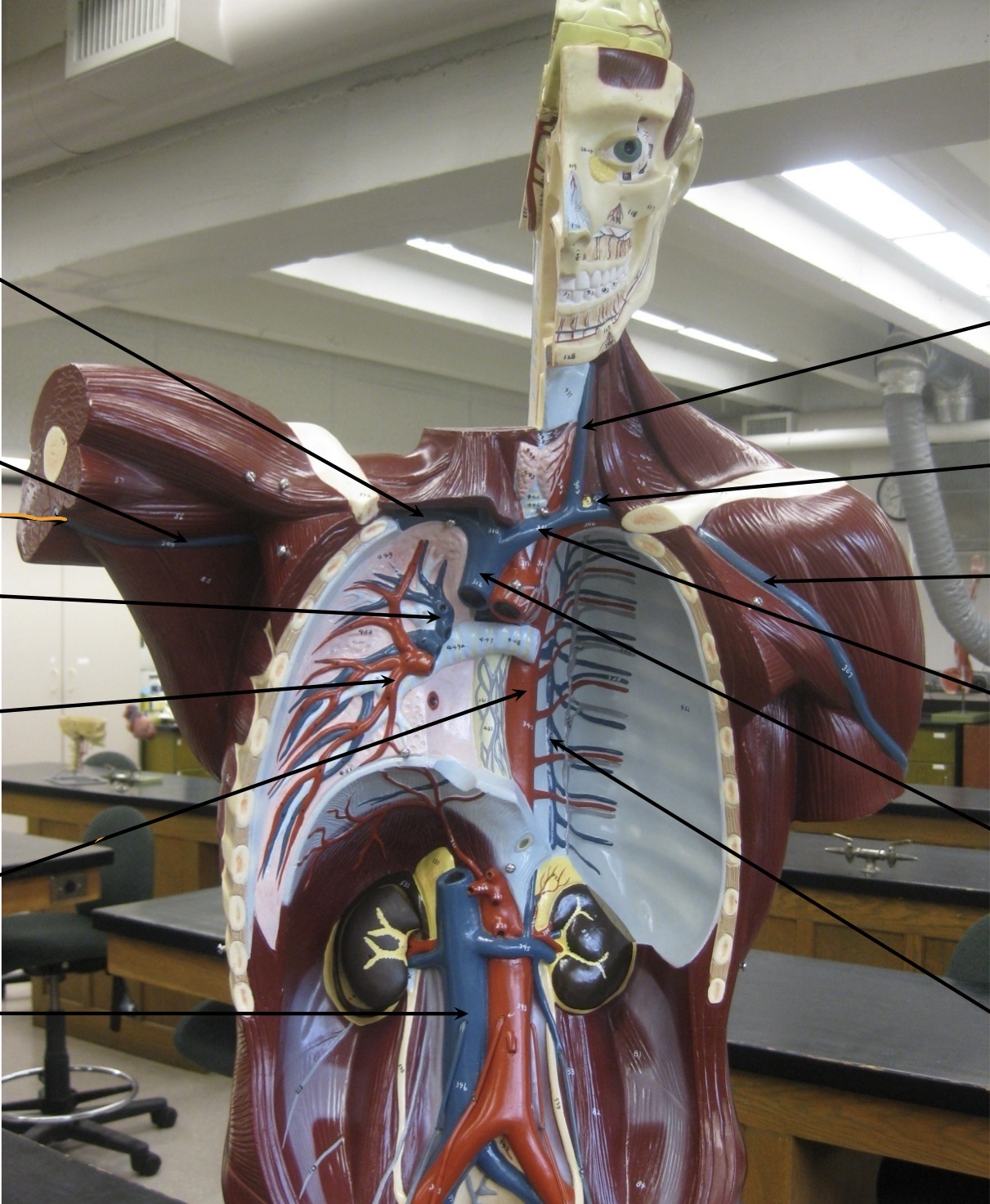 knowt flashcard image