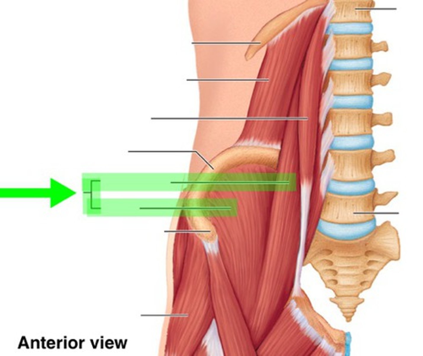 <p>What muscle is this?</p>