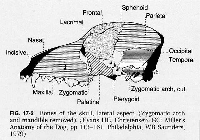 <p>External Facial Bones Continued…</p>