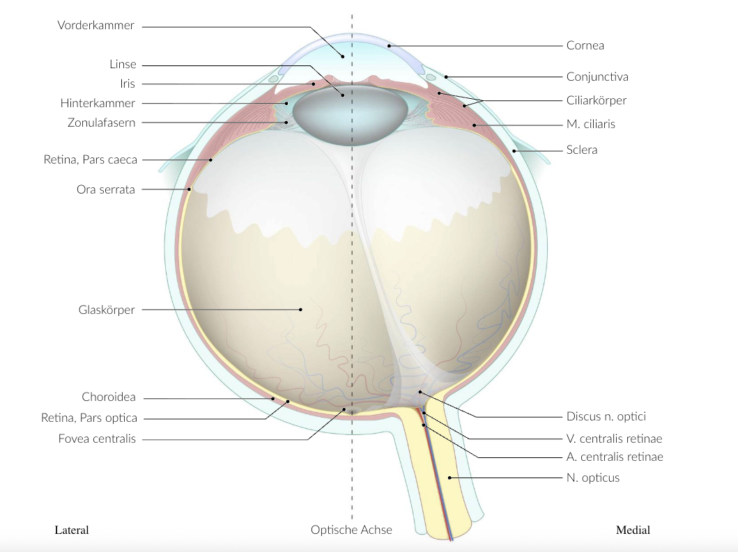 <p>D. Damage to the optic nerve fibers exiting the eyeball at the margin of the optic disc in both eyes</p>