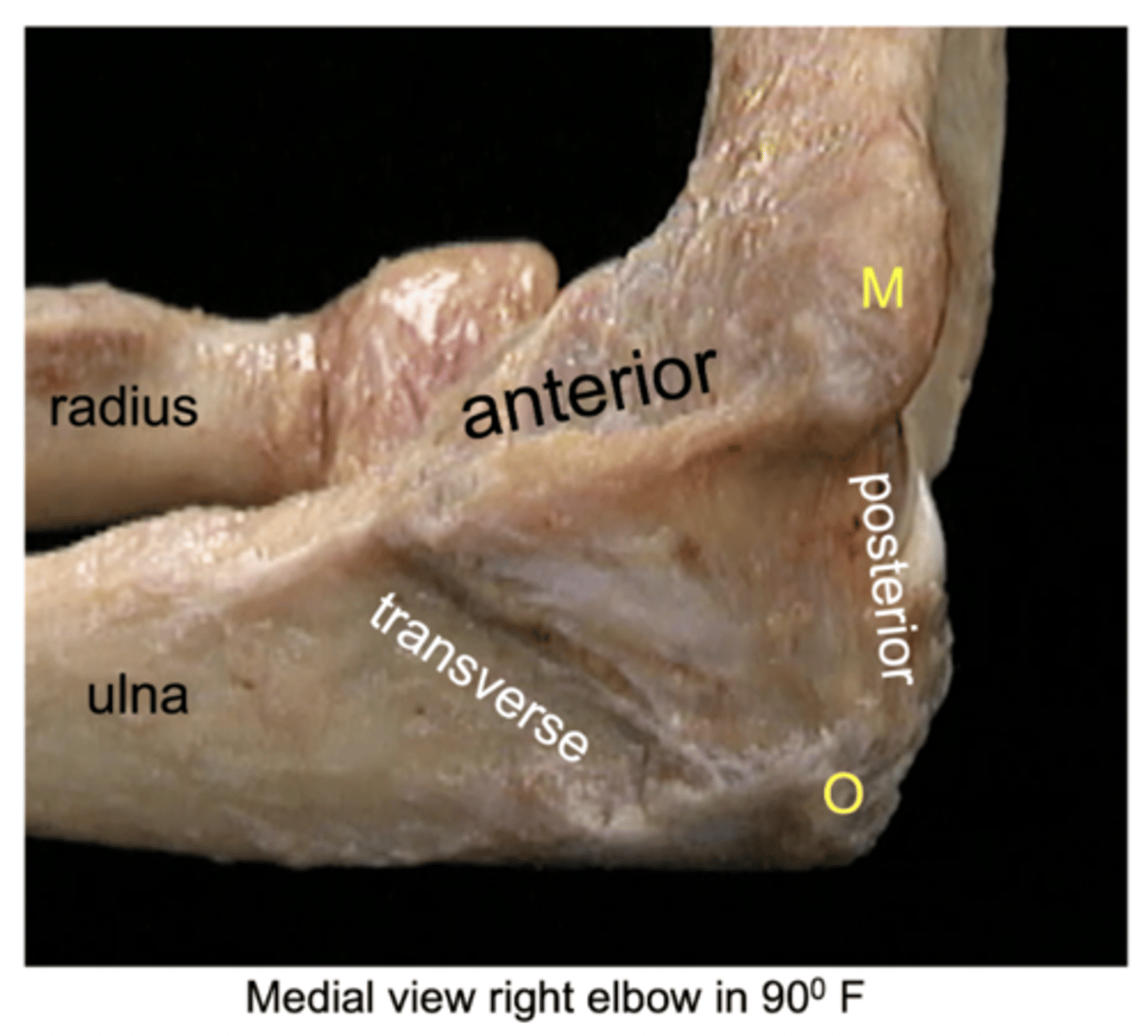 <p>Medial collateral ligament</p>