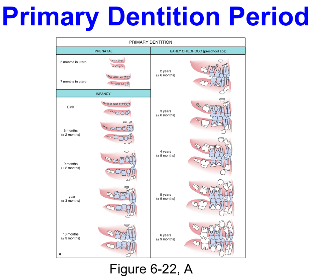 <p>Approximate time span:​6 months to 6 years</p><p style="text-align: left">Begins:​by the eruption of the primary mandibular central incisors</p><p style="text-align: left">Ends:​with the eruption of the first permanent tooth</p><p style="text-align: left"></p>