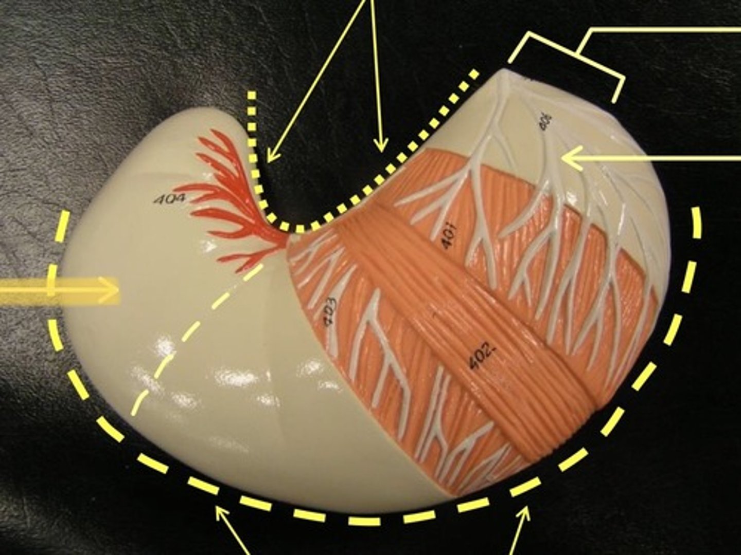 knowt flashcard image